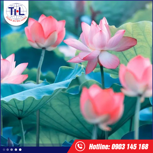 Hương sen